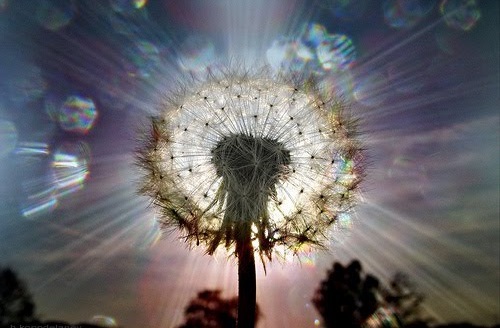 3551548997_fe2d47f399